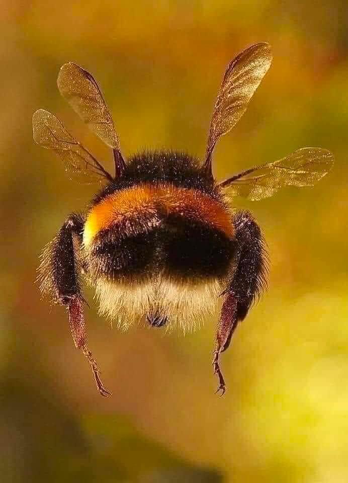 User photo attachment